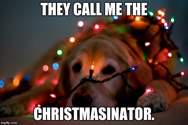 The Chrsitmasinator | THEY CALL ME THE; CHRISTMASINATOR. | image tagged in funny,dogs,christmas lights,christmas | made w/ Imgflip meme maker