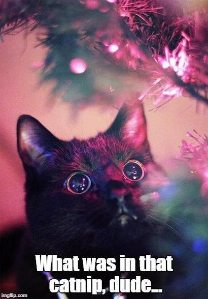 Lights...soo shiny... | What was in that catnip, dude... | image tagged in christmas cat,memes | made w/ Imgflip meme maker