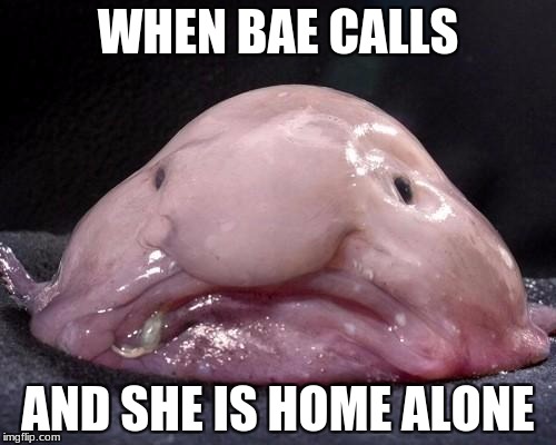 Blobfish | WHEN BAE CALLS; AND SHE IS HOME ALONE | image tagged in blobfish | made w/ Imgflip meme maker