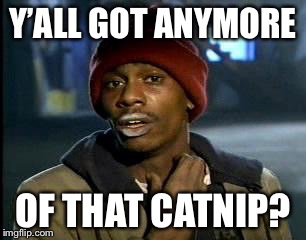 Y'all Got Any More Of That Meme | Y’ALL GOT ANYMORE OF THAT CATNIP? | image tagged in memes,yall got any more of | made w/ Imgflip meme maker