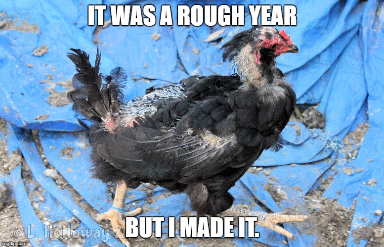 Rough Year Chicken | IT WAS A ROUGH YEAR; BUT I MADE IT. | image tagged in chickens,2018,bad day,having a bad day,bad day at work,funny animals | made w/ Imgflip meme maker