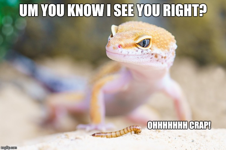 Well there goes the grub. | UM YOU KNOW I SEE YOU RIGHT? OHHHHHHH CRAP! | image tagged in you know i see you,memes,lizard,worms,oops,sarcasm | made w/ Imgflip meme maker