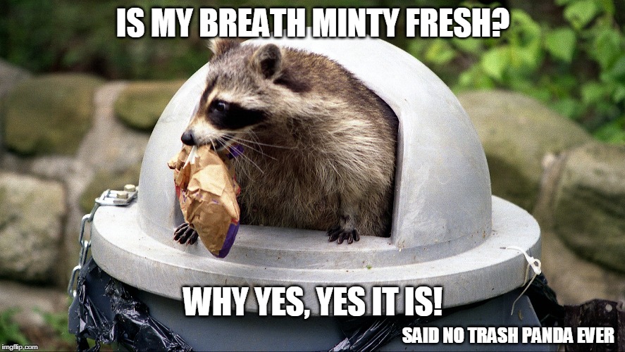 Not that anyone ever wondered I'm sure... |  IS MY BREATH MINTY FRESH? WHY YES, YES IT IS! SAID NO TRASH PANDA EVER | image tagged in raccoon,trash panda,trash panda meme,raccoon meme | made w/ Imgflip meme maker