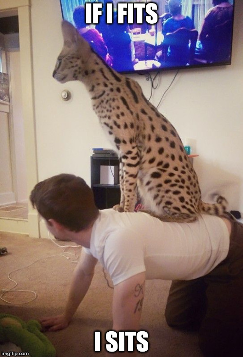 IF I FITS; I SITS | image tagged in felixx the serval | made w/ Imgflip meme maker