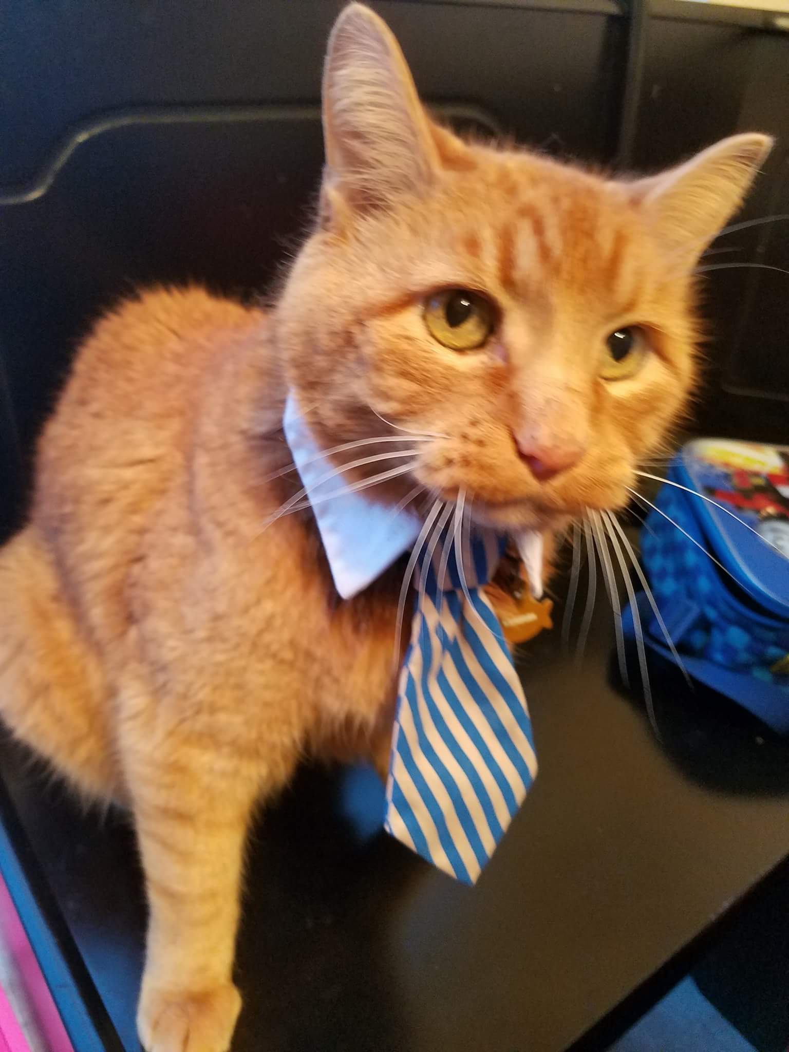 Business cat Blank Meme Template