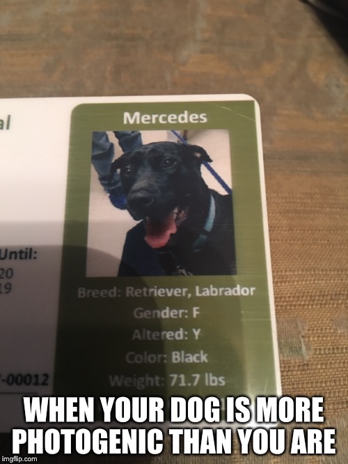 Dog License  | WHEN YOUR DOG IS MORE PHOTOGENIC THAN YOU ARE | image tagged in dogs,photogenic,license | made w/ Imgflip meme maker