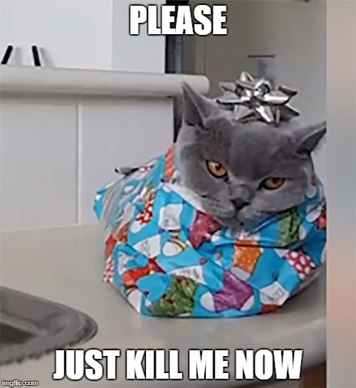 PLEASE; JUST KILL ME NOW | image tagged in kill-me cat,cat,cats,scared cat,angry cat,funny cat memes | made w/ Imgflip meme maker