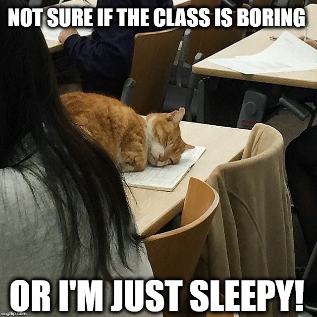 Cat in a class - Imgflip