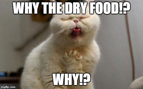 WHY THE DRY FOOD!? WHY!? | image tagged in dry food problems,drama,drama cat,drama queen | made w/ Imgflip meme maker