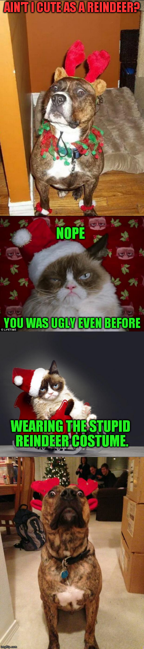 reindeer dog vs grumpy cat | AIN'T I CUTE AS A REINDEER? NOPE; YOU WAS UGLY EVEN BEFORE; WEARING THE STUPID REINDEER COSTUME. | image tagged in grumpy cat,dog,reindeer,costume,what | made w/ Imgflip meme maker