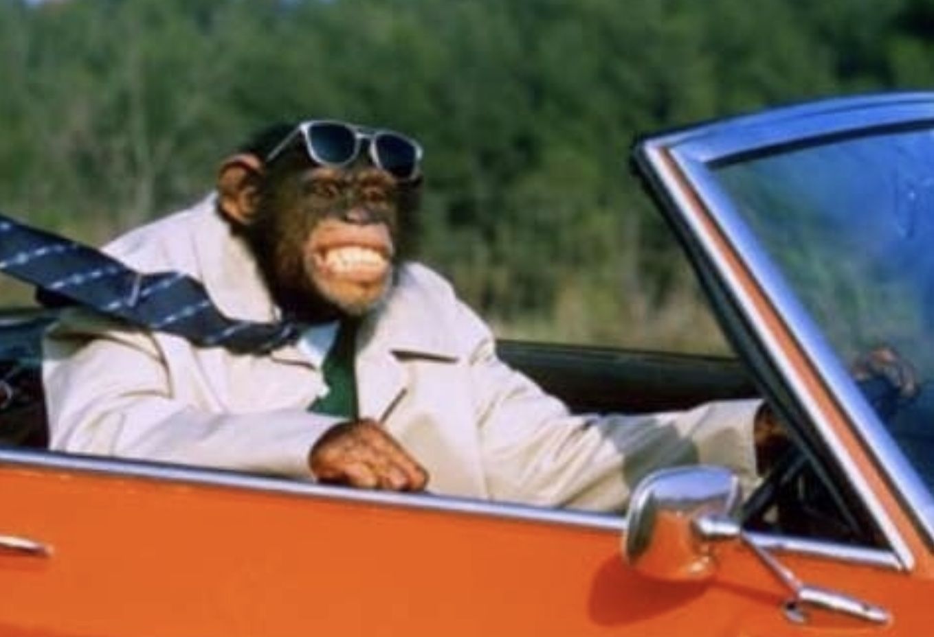 High Quality Monkey driving a car Blank Meme Template