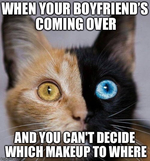 WHEN YOUR BOYFRIEND’S COMING OVER; AND YOU CAN'T DECIDE WHICH MAKEUP TO WHERE | image tagged in lolcats | made w/ Imgflip meme maker