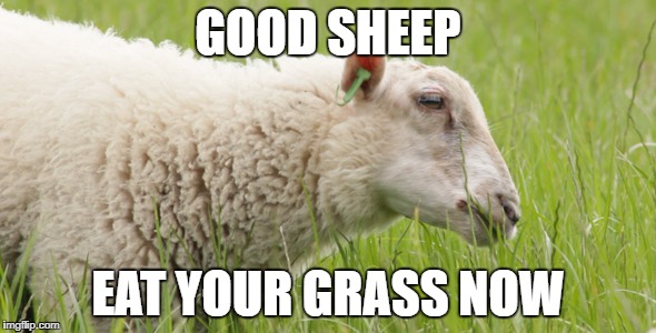GOOD SHEEP; EAT YOUR GRASS NOW | image tagged in gut sheep eat ur grass now | made w/ Imgflip meme maker