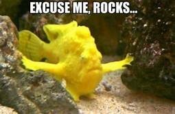 image tagged in fish,get out of my way,rocks,memes,ha | made w/ Imgflip meme maker