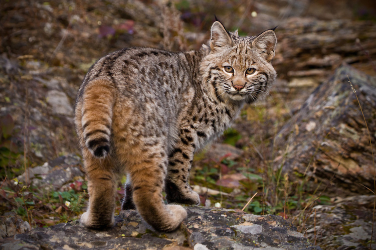 High Quality Bobcat looking over its shoulder Blank Meme Template