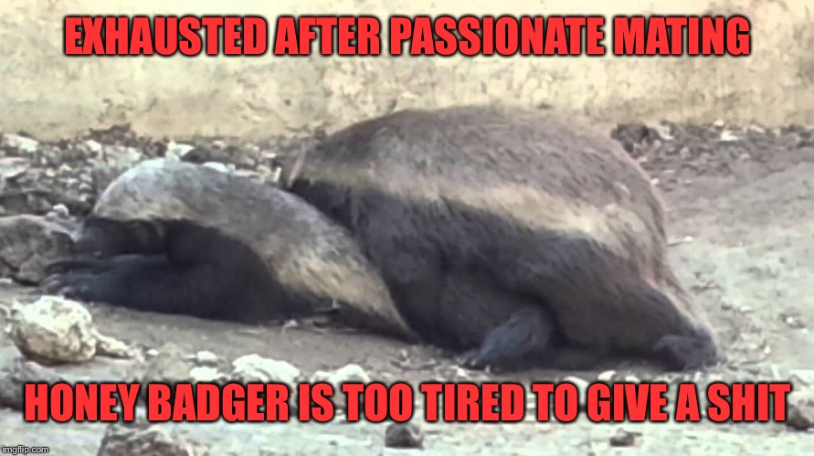 EXHAUSTED AFTER PASSIONATE MATING HONEY BADGER IS TOO TIRED TO GIVE A SHIT | made w/ Imgflip meme maker