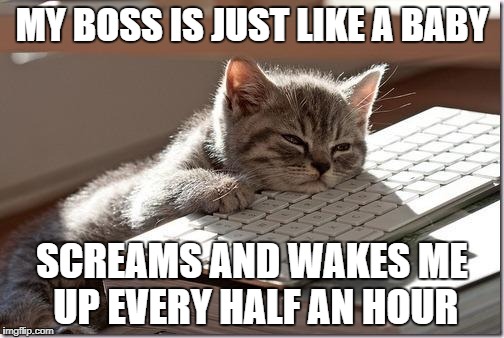 Bored Keyboard Cat | MY BOSS IS JUST LIKE A BABY; SCREAMS AND WAKES ME UP EVERY HALF AN HOUR | image tagged in bored keyboard cat | made w/ Imgflip meme maker