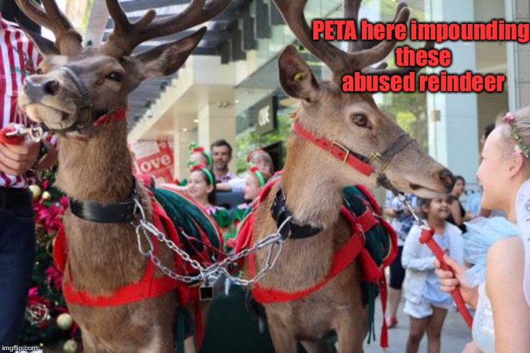 And that’s how PETA stole Christmas | PETA here impounding these abused reindeer | image tagged in memes,peta,reindeer,cancel christmas,impound | made w/ Imgflip meme maker