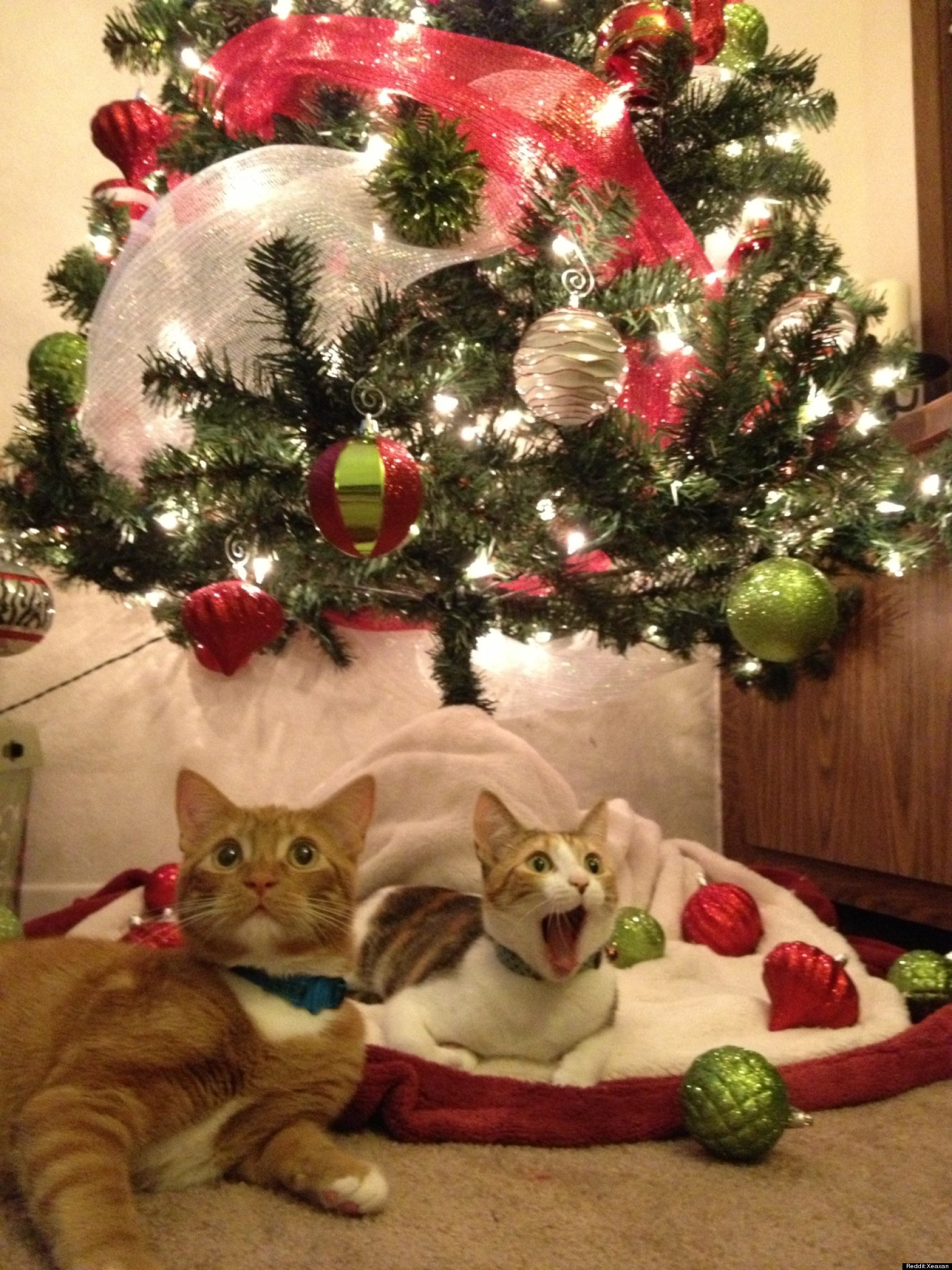 Cats expecting Santa Blank Meme Template