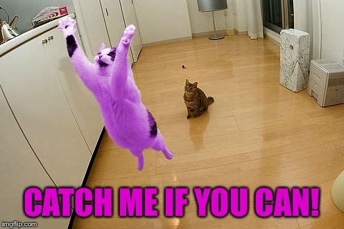 RayCat save the world | CATCH ME IF YOU CAN! | image tagged in raycat save the world | made w/ Imgflip meme maker