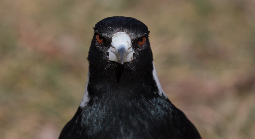 Angry magpie Blank Meme Template
