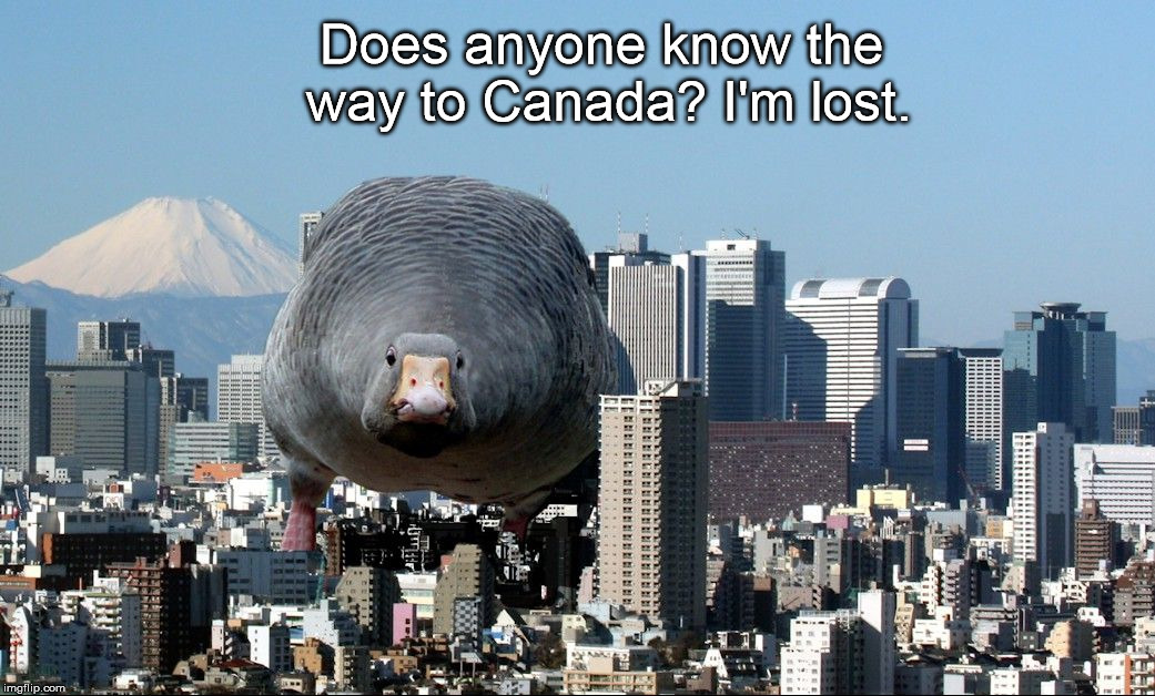 One Fine Day in Tokyo | Does anyone know the way to Canada? I'm lost. | image tagged in goose-zilla vs tokyo | made w/ Imgflip meme maker