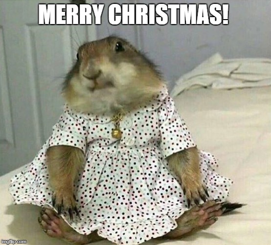 MERRY CHRISTMAS! | image tagged in cutie pie | made w/ Imgflip meme maker