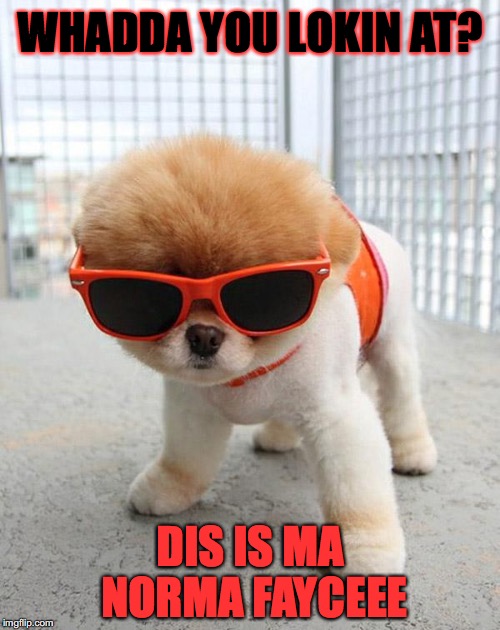 Cute Puppies | WHADDA YOU LOKIN AT? DIS IS MA NORMA FAYCEEE | image tagged in cute puppies | made w/ Imgflip meme maker