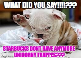 Question Puppy | WHAT DID YOU SAY!!!!??? STARBUCKS DONT HAVE ANYMORE UNICORNY FRAPPES??? | image tagged in question puppy | made w/ Imgflip meme maker