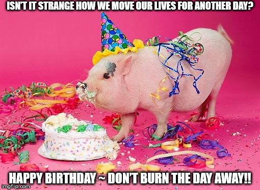 PIG WISHES YOU A DMB BIRTHDAY! | ISN’T IT STRANGE HOW WE MOVE OUR LIVES FOR ANOTHER DAY? HAPPY BIRTHDAY ~ DON’T BURN THE DAY AWAY!! | image tagged in dmb,dave matthews band,pig,birthday,happy birthday,cake | made w/ Imgflip meme maker