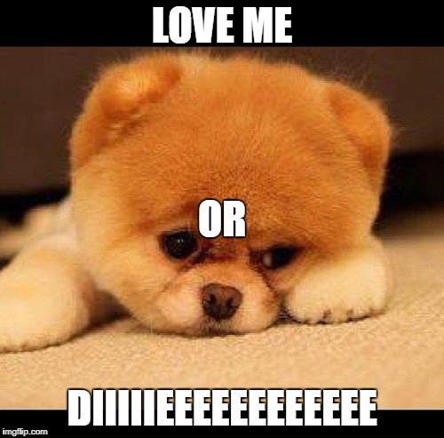 sad dog | LOVE ME; OR; DIIIIIEEEEEEEEEEEE | image tagged in sad dog | made w/ Imgflip meme maker