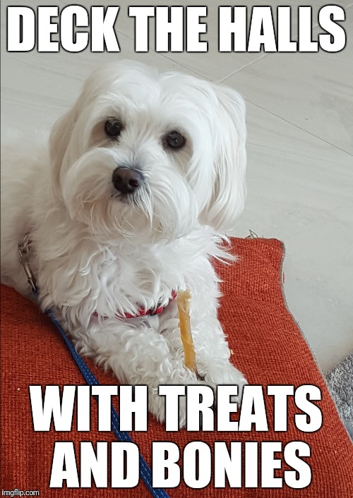 Deck the halls with treats and bonies | DECK THE HALLS; WITH TREATS AND BONIES | image tagged in christmas,maltese,dog,treat | made w/ Imgflip meme maker