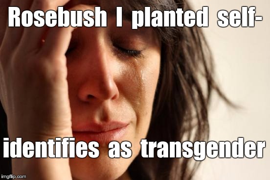 Roses ARE Red BUT ... | Rosebush  I  planted  self-; identifies  as  transgender | image tagged in memes,first world problems,transgender,mental health,roses,reality check | made w/ Imgflip meme maker