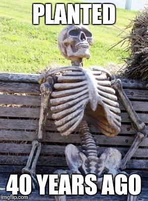 Waiting Skeleton Meme | PLANTED 40 YEARS AGO | image tagged in memes,waiting skeleton | made w/ Imgflip meme maker