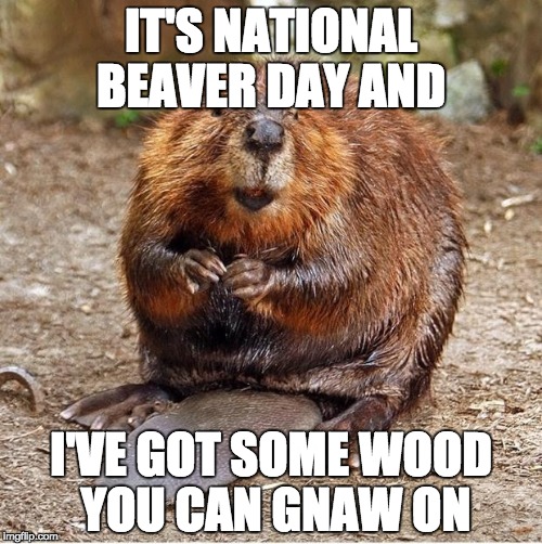 Beaver | IT'S NATIONAL BEAVER DAY AND; I'VE GOT SOME WOOD YOU CAN GNAW ON | image tagged in beaver | made w/ Imgflip meme maker