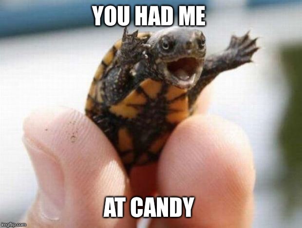 happy baby turtle | YOU HAD ME; AT CANDY | image tagged in happy baby turtle | made w/ Imgflip meme maker