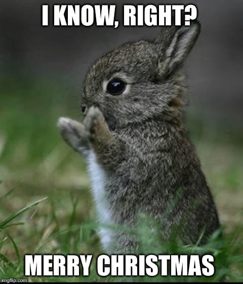 Cute Bunny | I KNOW, RIGHT? MERRY CHRISTMAS | image tagged in cute bunny | made w/ Imgflip meme maker