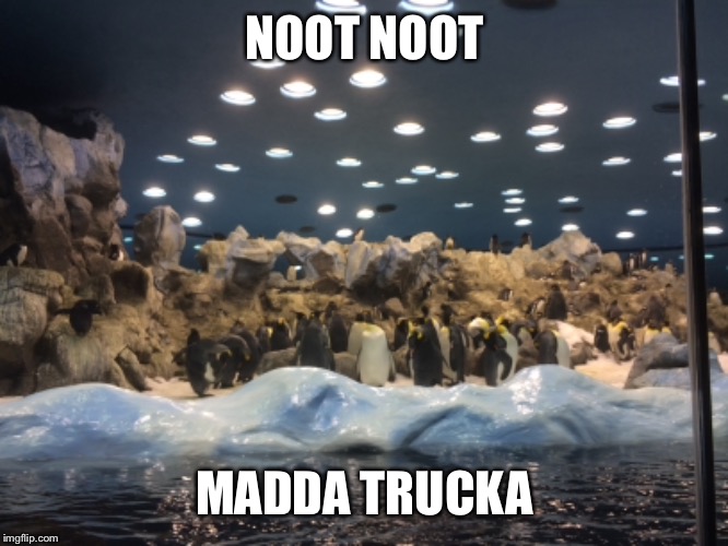 NOOT NOOT; MADDA TRUCKA | image tagged in pingu | made w/ Imgflip meme maker