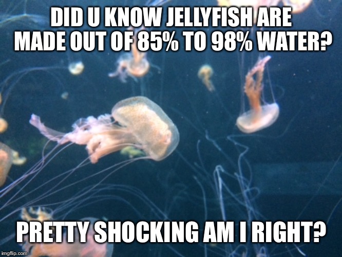 DID U KNOW JELLYFISH ARE MADE OUT OF 85% TO 98% WATER? PRETTY SHOCKING AM I RIGHT? | image tagged in jellyfish | made w/ Imgflip meme maker