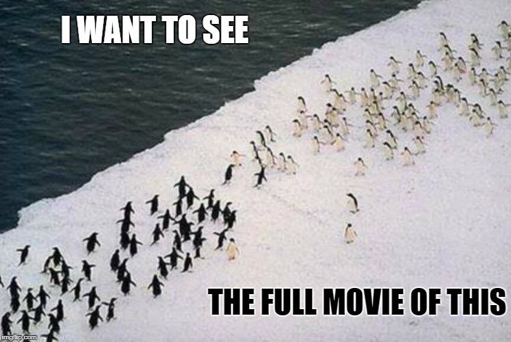 I WANT TO SEE; THE FULL MOVIE OF THIS | image tagged in memes,movies,battle,funny animals | made w/ Imgflip meme maker