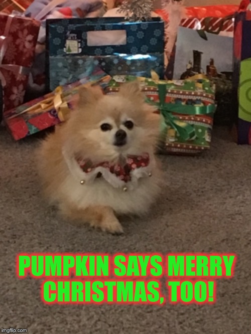 PUMPKIN SAYS MERRY CHRISTMAS, TOO! | made w/ Imgflip meme maker