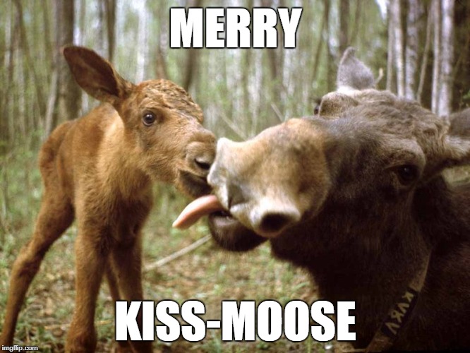 Merry Christmas Moose | MERRY; KISS-MOOSE | image tagged in christmas,moose | made w/ Imgflip meme maker