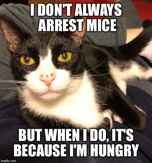 Interesting Cat | I DON'T ALWAYS ARREST MICE BUT WHEN I DO, IT'S BECAUSE I'M HUNGRY | image tagged in interesting cat | made w/ Imgflip meme maker