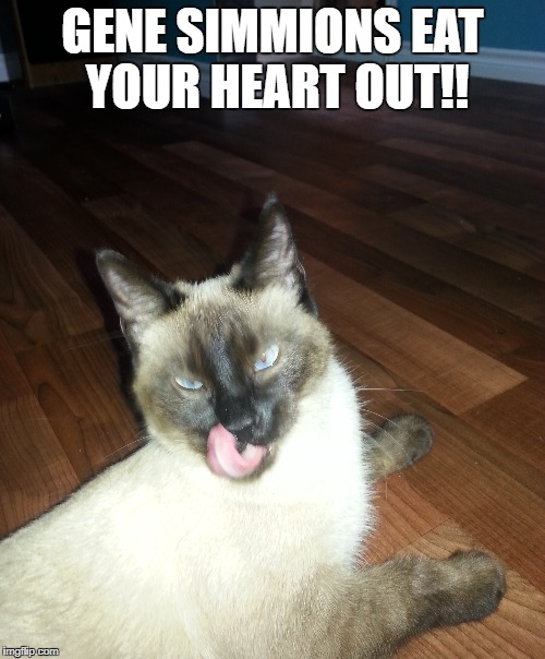  GENE SIMMIONS EAT YOUR HEART OUT!! | image tagged in gene simmions,freakycat,siamese cat,funny | made w/ Imgflip meme maker