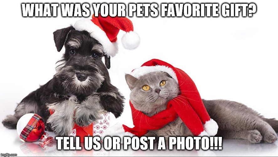Pet Favorite Gift | WHAT WAS YOUR PETS FAVORITE GIFT? TELL US OR POST A PHOTO!!! | image tagged in pets,christmas gift | made w/ Imgflip meme maker