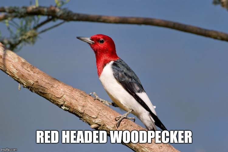 RED HEADED WOODPECKER | made w/ Imgflip meme maker