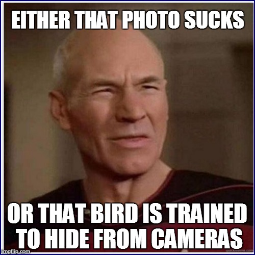 EITHER THAT PHOTO SUCKS OR THAT BIRD IS TRAINED TO HIDE FROM CAMERAS | made w/ Imgflip meme maker