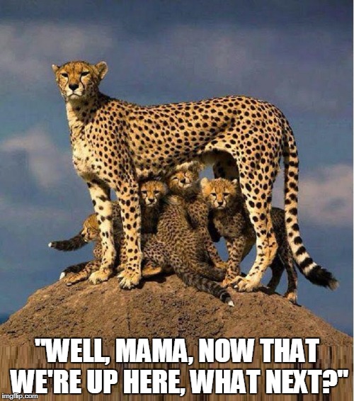 The Cheetah is a Felid of the Subfamily Felinae | "WELL, MAMA, NOW THAT WE'RE UP HERE, WHAT NEXT?" | image tagged in mama cheetah  her litter,vince vance,cheetah,a kindle of kittens,the cat family,acinonyx jubatus | made w/ Imgflip meme maker