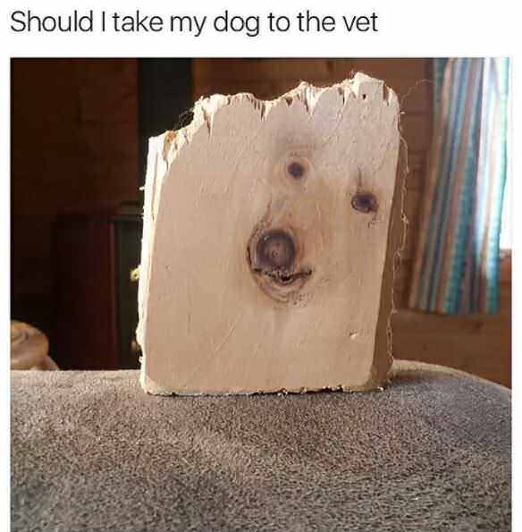 High Quality Dogwood Blank Meme Template