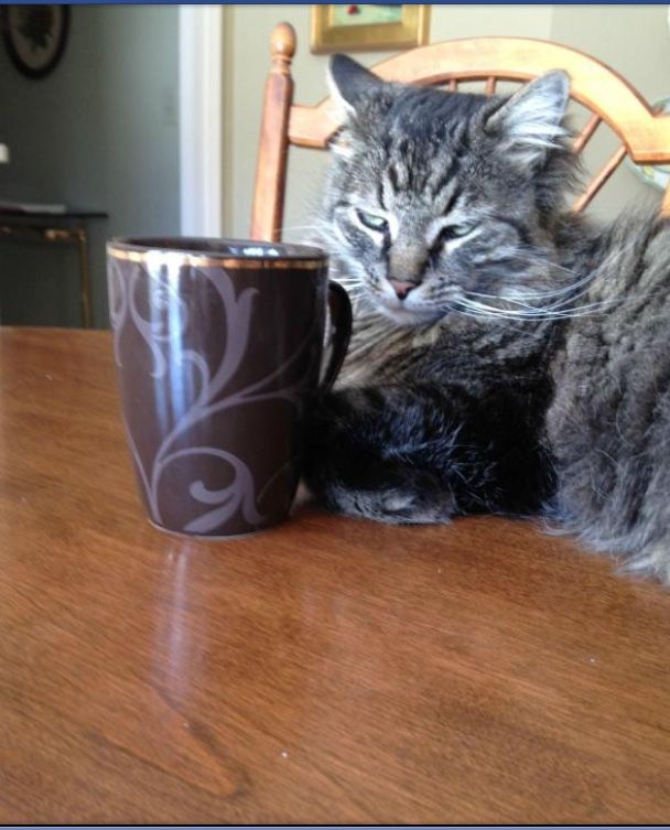 Coffee Cat Blank Meme Template